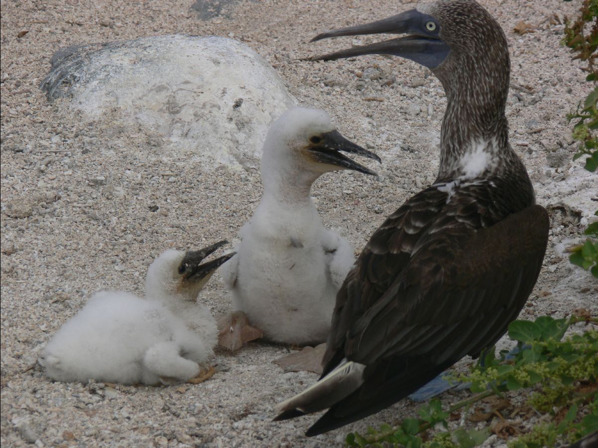 Blue footed booby155
